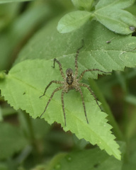Pardosa amentata