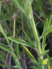 Erigeron sumatrensis