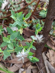 Pimelea glauca