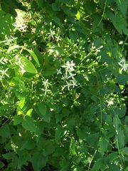 Clematis flammula