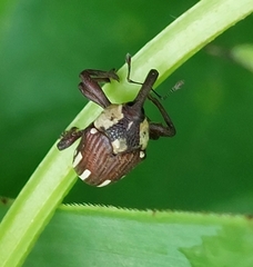 Sternuchopsis fabricii