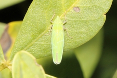 Draeculacephala