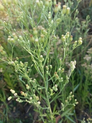 Erigeron sumatrensis