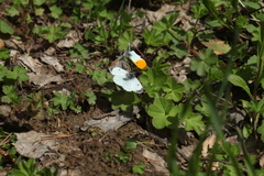 Anthocharis cardamines