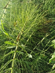 Equisetum telmateia telmateia