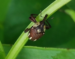 Sternuchopsis fabricii