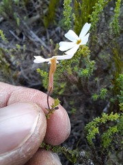 Jamesbrittenia calciphila