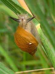 Succinea putris