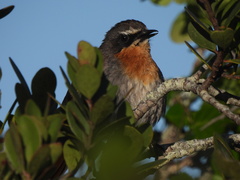 Cossypha caffra caffra