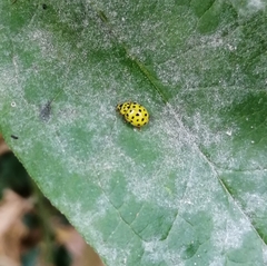 Psyllobora vigintiduopunctata