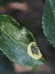 Stigmella plagicolella