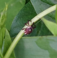 Sternuchopsis fabricii