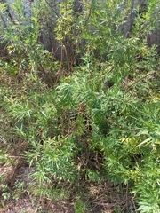 Artemisia verlotiorum