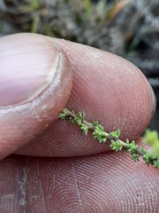 Jamesbrittenia calciphila