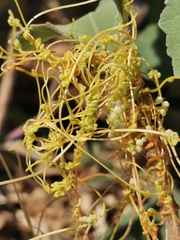 Cuscuta campestris