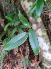 Smilax glabra