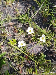 Oxalis pusilla