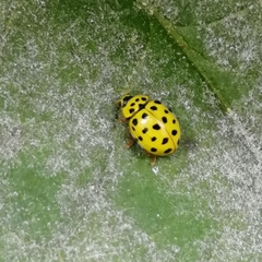 Psyllobora vigintiduopunctata