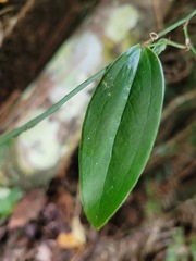 Smilax glabra