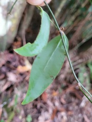 Smilax glabra