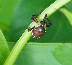 Sternuchopsis fabricii