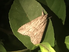 Melipotis acontioides