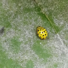 Psyllobora vigintiduopunctata