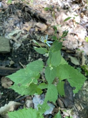 Eurybia divaricata