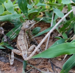 Sitana