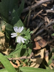 Pseudostellaria jamesiana