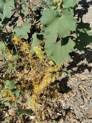 Cuscuta campestris