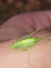 Meconema meridionale
