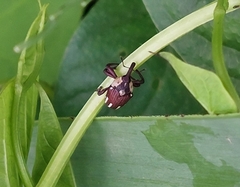 Sternuchopsis fabricii