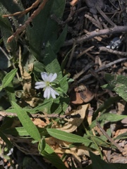 Pseudostellaria jamesiana