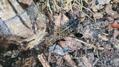 Ontholestes tessellatus