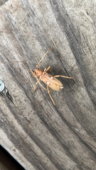 Eburia quadrigeminata