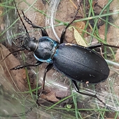Carabus violaceus