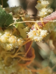 Cuscuta campestris