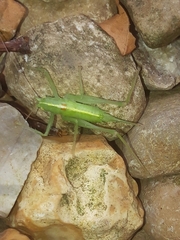 Meconema meridionale