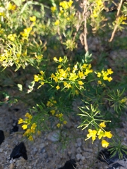 Rorippa sylvestris
