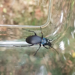 Carabus violaceus