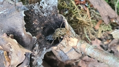 Ontholestes tessellatus