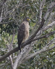 Spilornis cheela