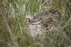Coturnix pectoralis