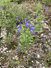 Trichostema dichotomum