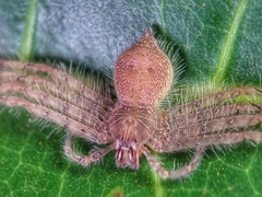Heteropoda