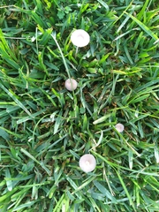 Agaricineae