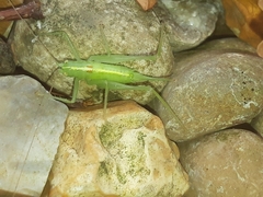 Meconema meridionale