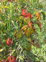 Parthenocissus quinquefolia