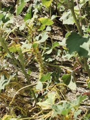 Cuscuta campestris